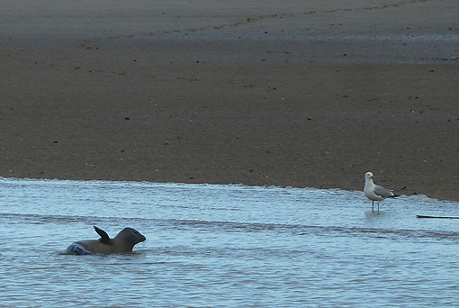 Seal in Rye Harbour, Sussex